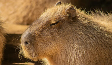 Tiny 2-Pound Otters Annoy Their 100-Pound Capybara Friend Just Like a Couple of Kids