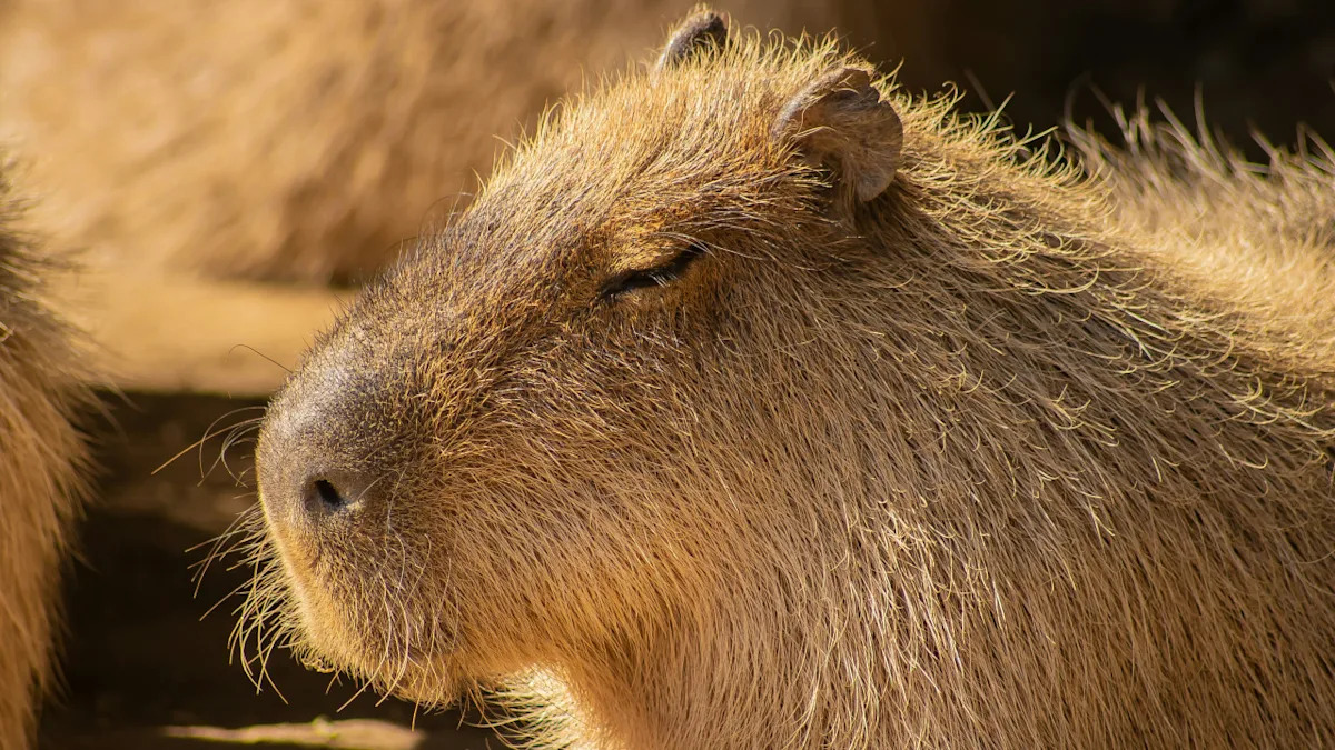 Tiny 2-Pound Otters Annoy Their 100-Pound Capybara Friend Just Like a Couple of Kids