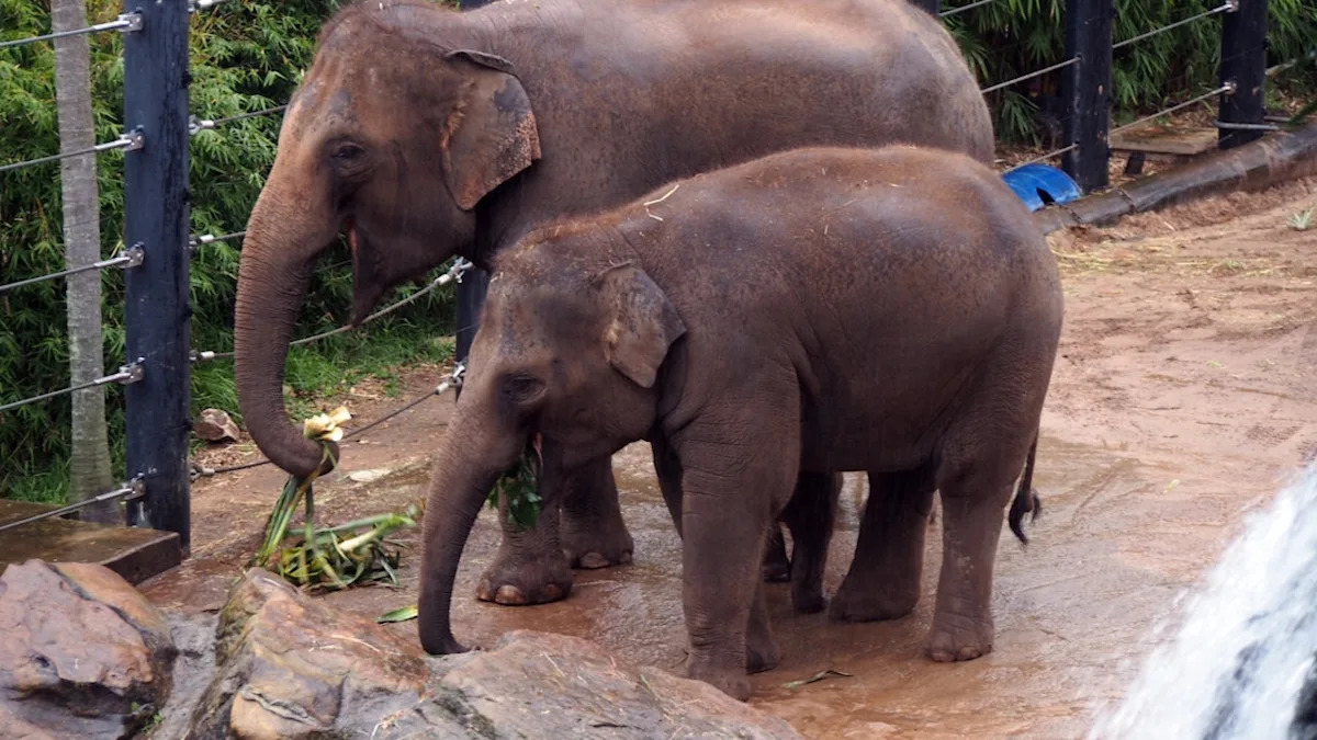 We Can't Even with This Adorable Baby Elephant's Playtime vs. Naptime Routine