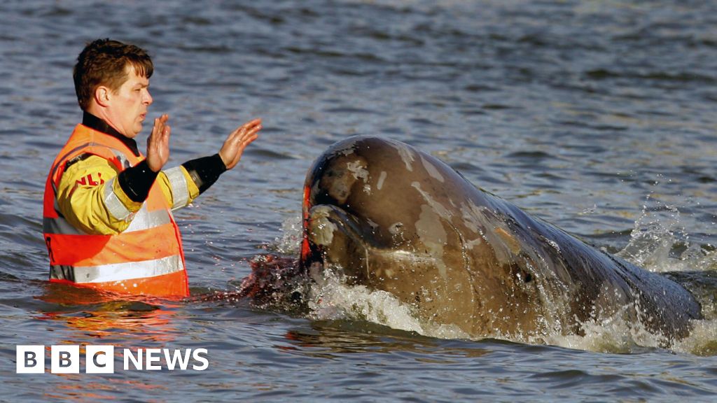 How a rescue attempt of a whale in the Thames brought millions together