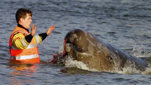 AFP via Getty Images A man wearing orange and yellow waterproof clothing standings in the water with his hands in the air as a large whale swimming past him