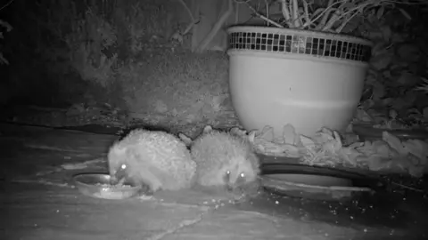 Chester Zoo/Nottingham Trent University Two hedgehogs crouch on a patio at night in the shadow of a potted plant. One hedgehog is eating from a bowl whole the other looks on.