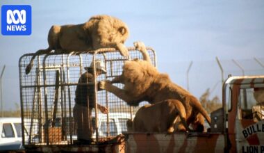 How a lion crushed a Datsun with newlyweds inside in 1970s Adelaide
