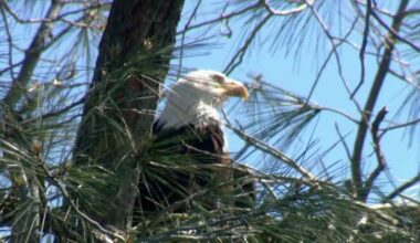 Tree that held bald eagle nest at Lake Natoma falls, group says