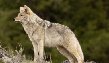 San Francisco Coyote Spotted Swimming to Alcatraz for the First Time Ever
