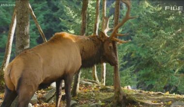 IDFG to relocate, lethally remove 100 elk on private land west of Emmett