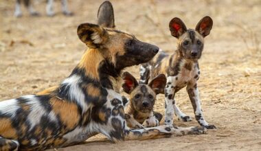 TX DATE:,TX WEEK:,EMBARGOED UNTIL:28-10-2025 00:00:00,PEOPLE:The African Wild Dog, also known as the African Hunting Dog or Painted Dog (Lycaon pictus).,DESCRIPTION:In wild dog (Lycaon pictus) packs, all the members help raise the next generation. Storm, the alpha female, relies on one of her older daughters (pictured) to look after the newest pups.,COPYRIGHT:©BBC STUDIOS,CREDIT LINE:©BBC STUDIOS Natural History Unit/Anna Place