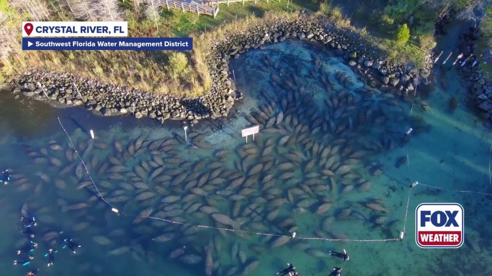 Dozens of manatees migrated over to warmer waters ahead of the new year and shocked visitors in Crystal River, Florida.