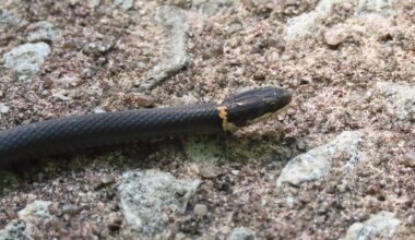 Daily Bucket: The Ringneck Snake