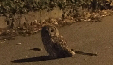 Today* in Hawks*** around Town – Owl!