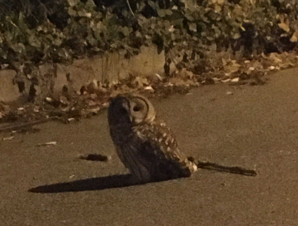 Today* in Hawks*** around Town – Owl!