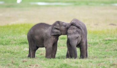 Baby Elephants Practicing Their Fighting Moves Is the Content We’re Here For