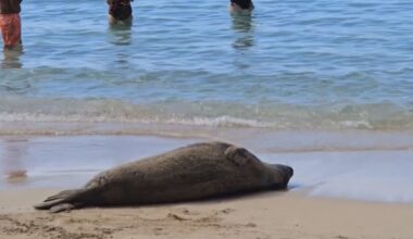Hawaiian monk seal seen soaking up sunshine in Waikiki