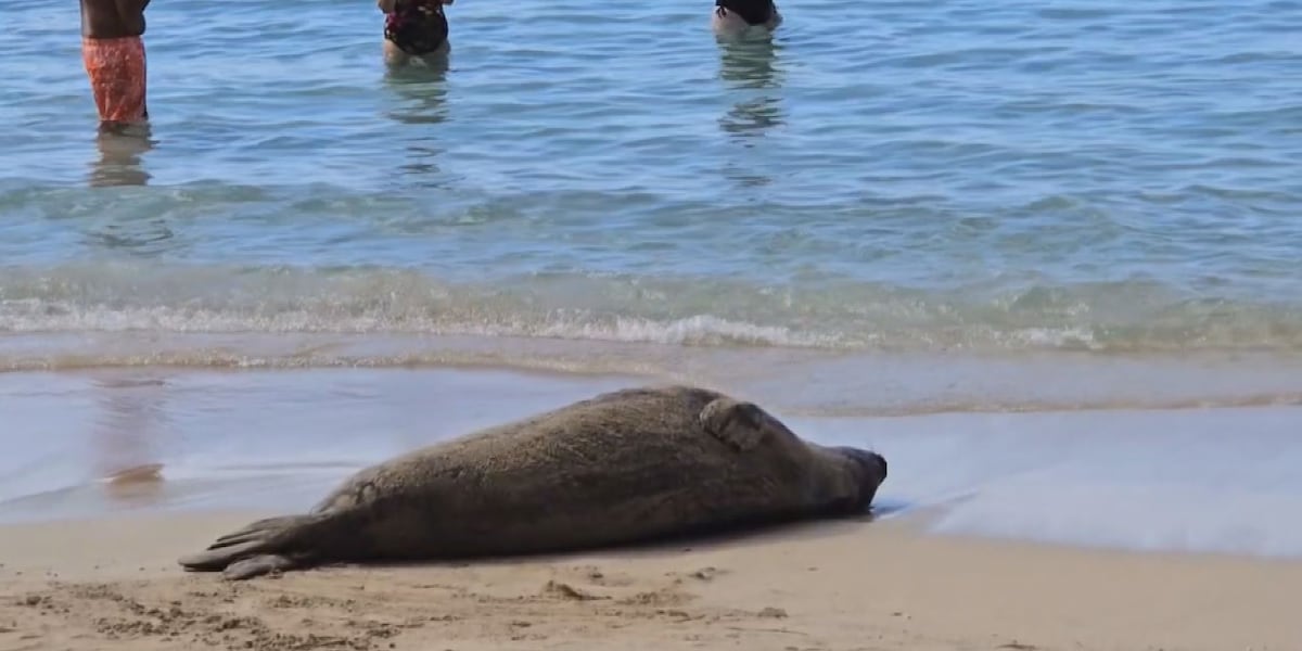 Hawaiian monk seal seen soaking up sunshine in Waikiki
