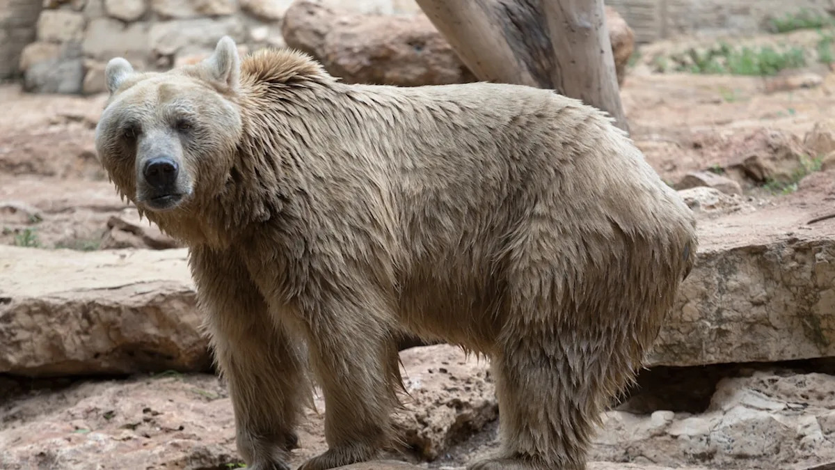 Moment Rescued Bear Family Takes First Steps Outside Has Us Crying Happy Tears