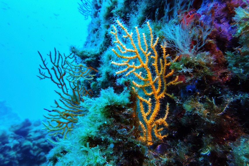 a yellow spindly, coral resembling tree branches emerges out the side of a reef with turquoise water around