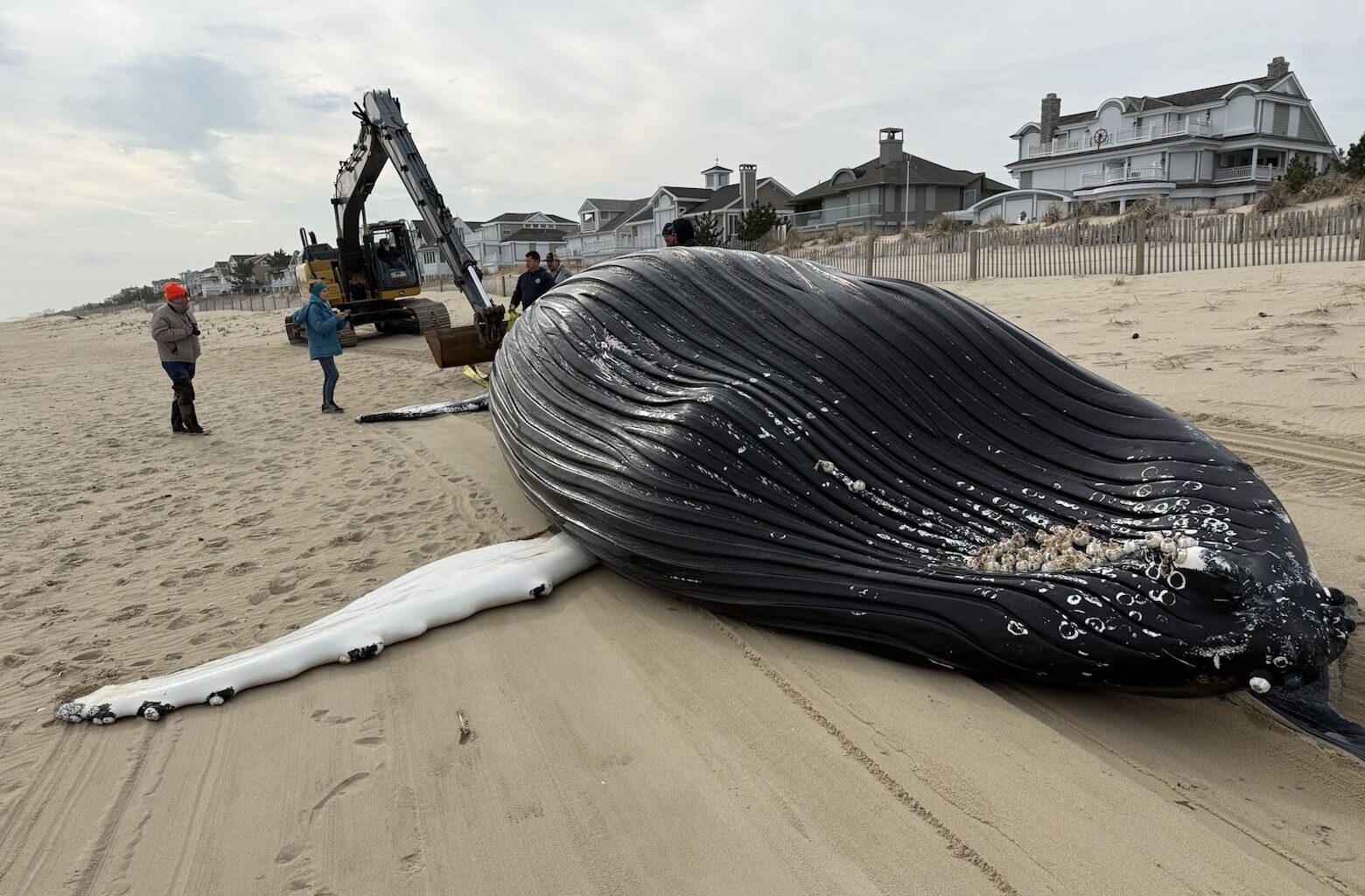 Dead humpback whale washes ashore in Bethany Beach