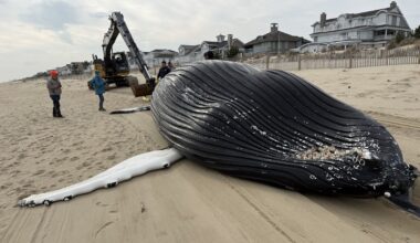 Dead humpback whale washes ashore in Bethany Beach