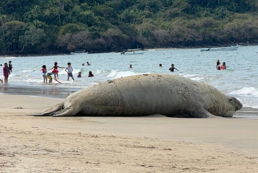 elephant seal on Nayarit beach