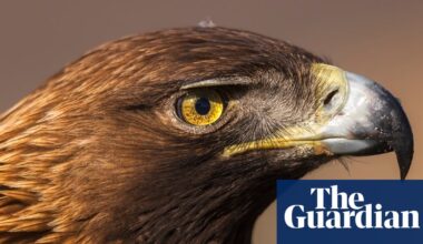 ‘We thought they would ignore us’: how humans are changing the way raptors behave | Birds