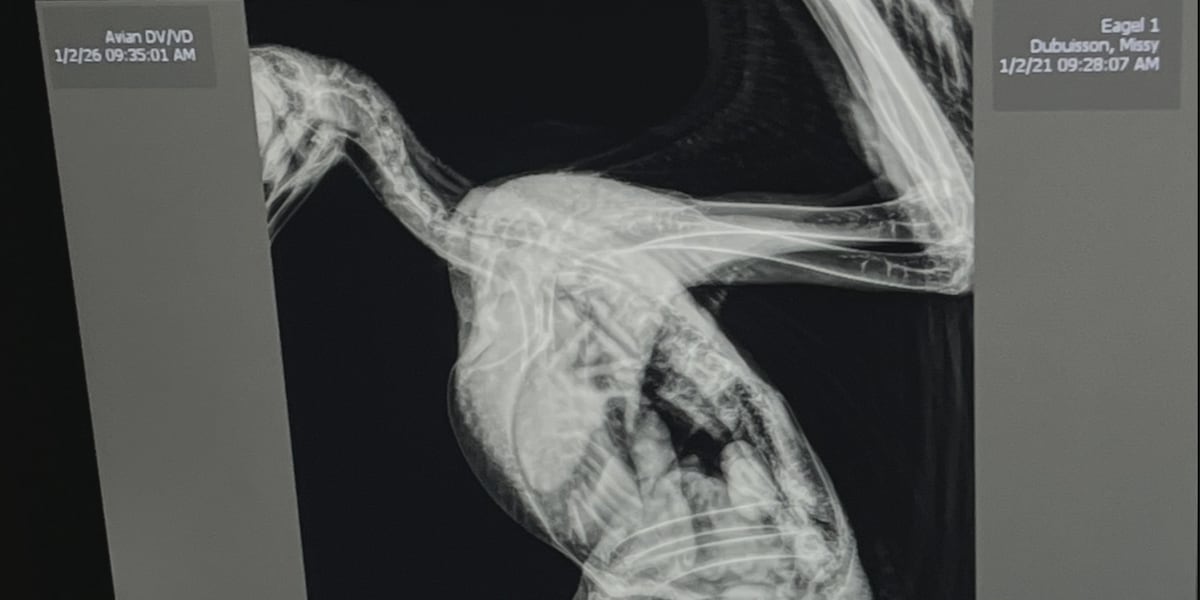 Two bald eagles rescued on Christmas Day have different outcomes at Wild at Heart