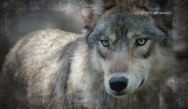 Gray wolf's death in Colorado under investigation by wildlife officials