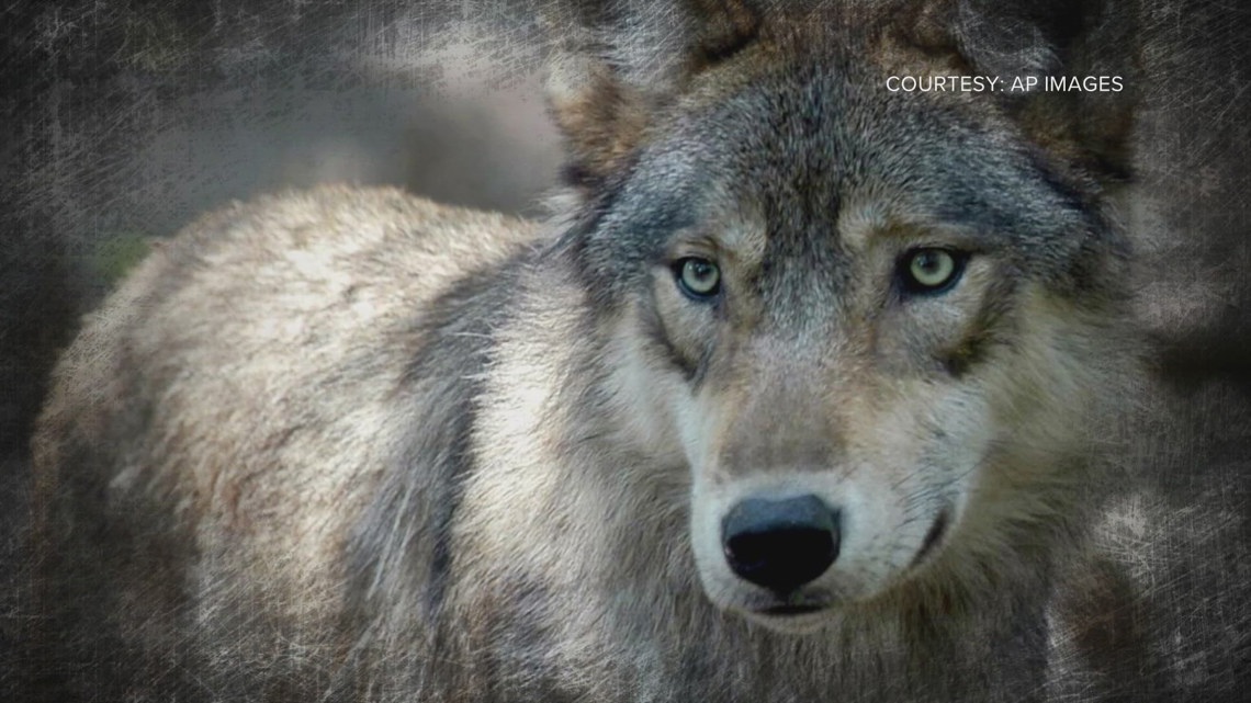 Gray wolf's death in Colorado under investigation by wildlife officials