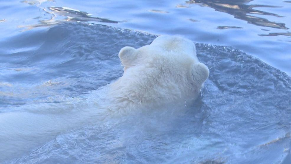 The Oregon zoo has welcomed a new resident, Kallik, a 3-year-old polar bear. Currently weighing in the low 700s, Kallik is expected to grow significantly over the next 18 months to two years, potentially reaching around 1,100 pounds. Portland, Ore., Jan 21, 2026/Mike Warner, KATU News