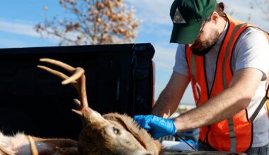 Chronic wasting disease threatens deer. But when one state took strong measures, pushback was fierce | Local