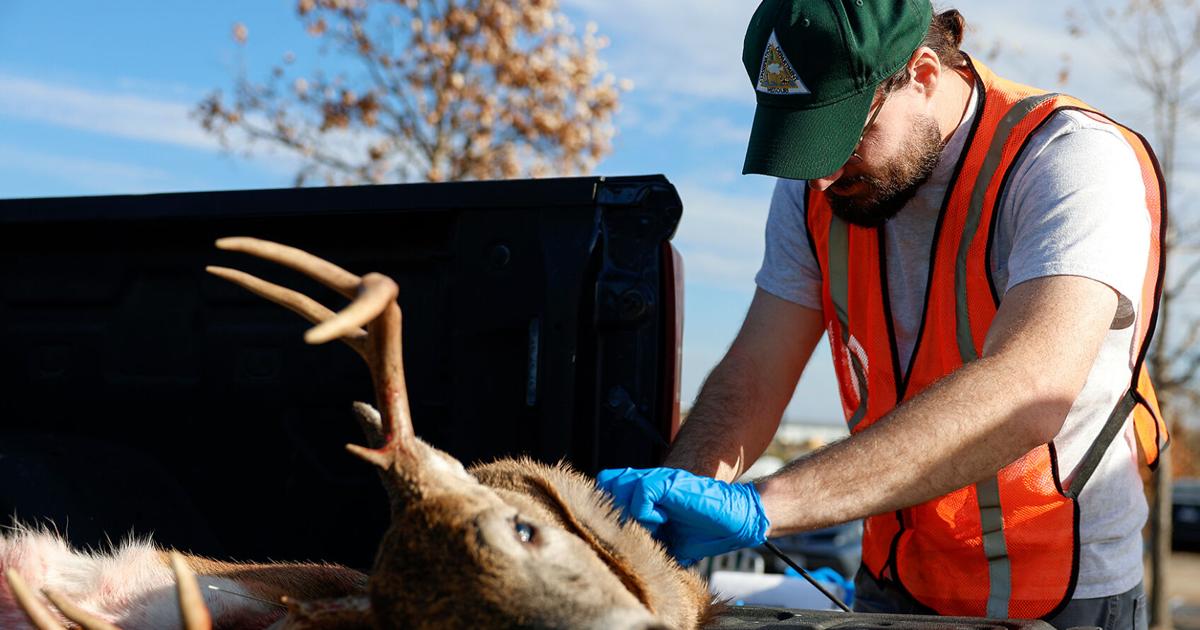 Chronic wasting disease threatens deer. But when one state took strong measures, pushback was fierce | Local