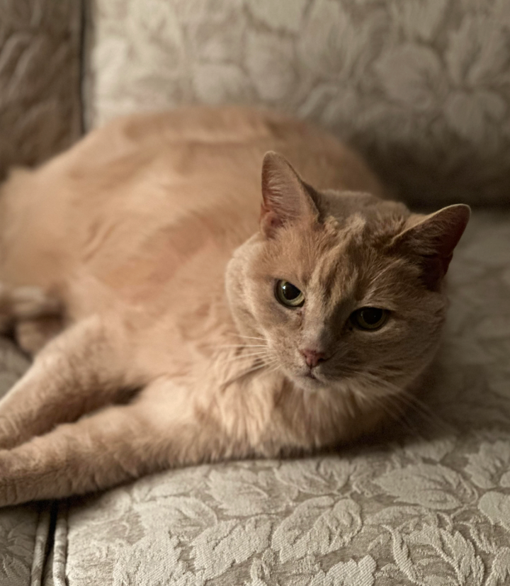 "This is Jello, and he's daring me to even think about coming any closer," the author writes.