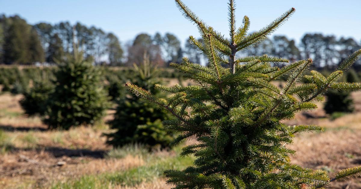 Give your Christmas tree a second life, completely for free | The Latest from WDEL News