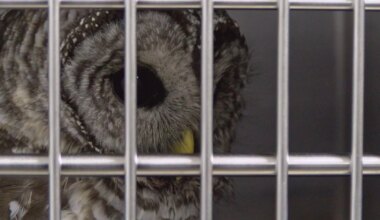 Northwoods woman helps save barred owl, now in care of Wild Instincts | News