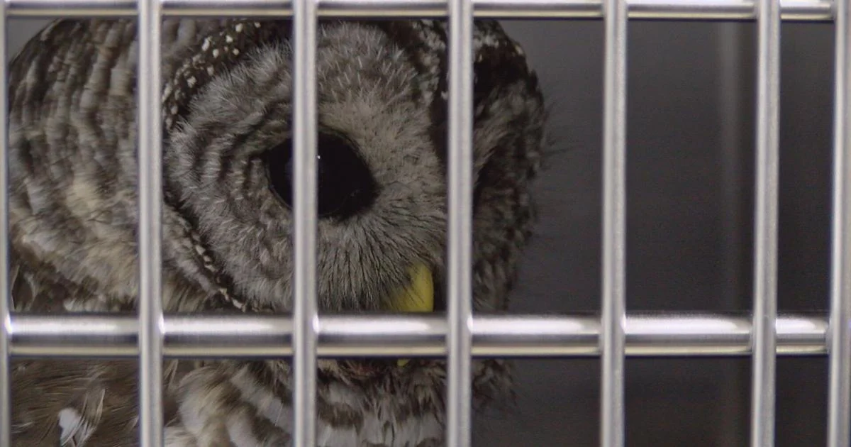 Northwoods woman helps save barred owl, now in care of Wild Instincts | News