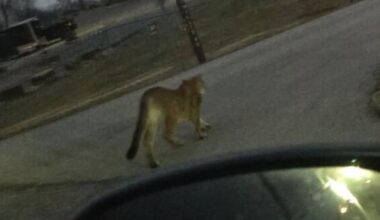 MDC confirms Mountain Lion sighting near Country Club | News