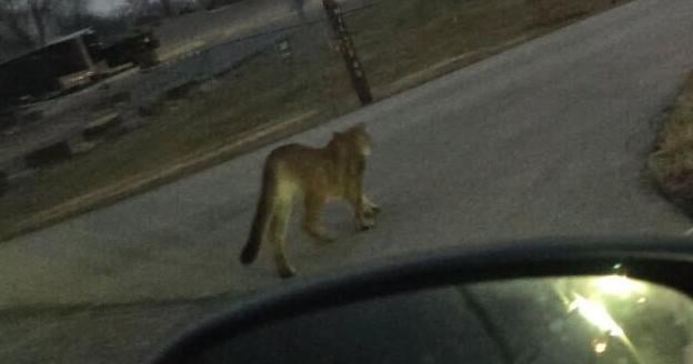 MDC confirms Mountain Lion sighting near Country Club | News