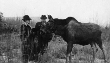 The moose problem that plagued Fairbanks | Stories Of Our Town