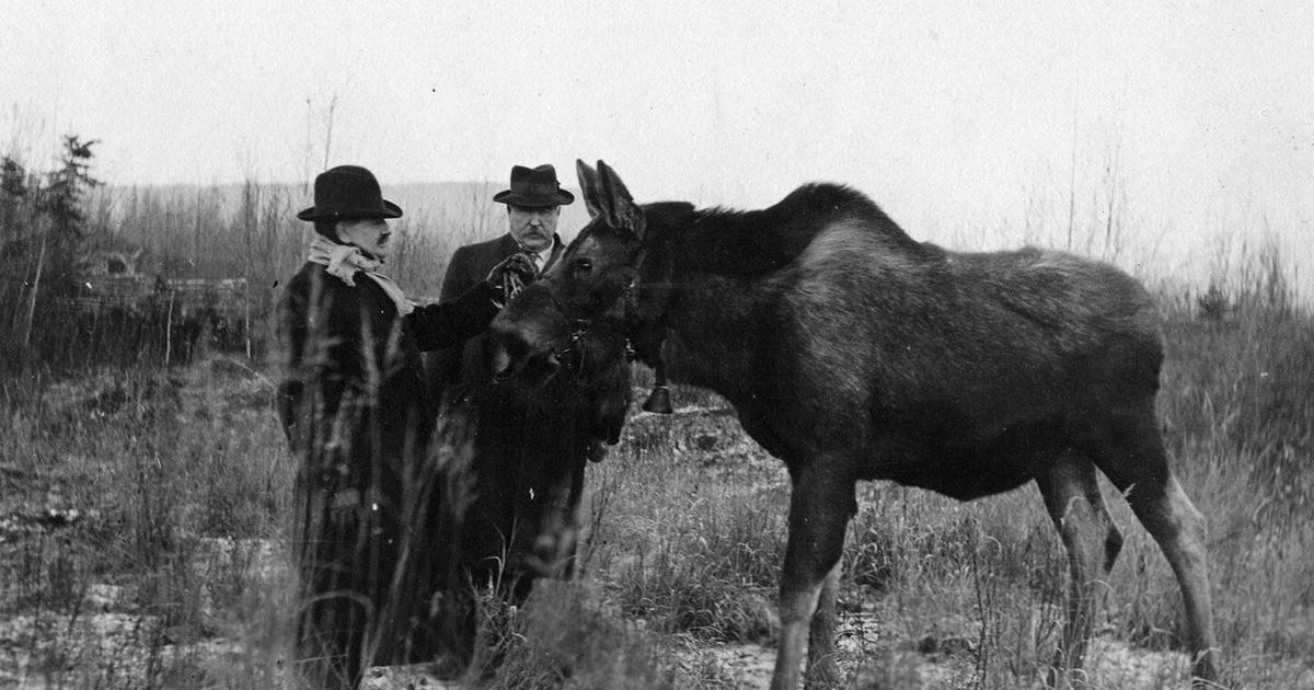 The moose problem that plagued Fairbanks | Stories Of Our Town