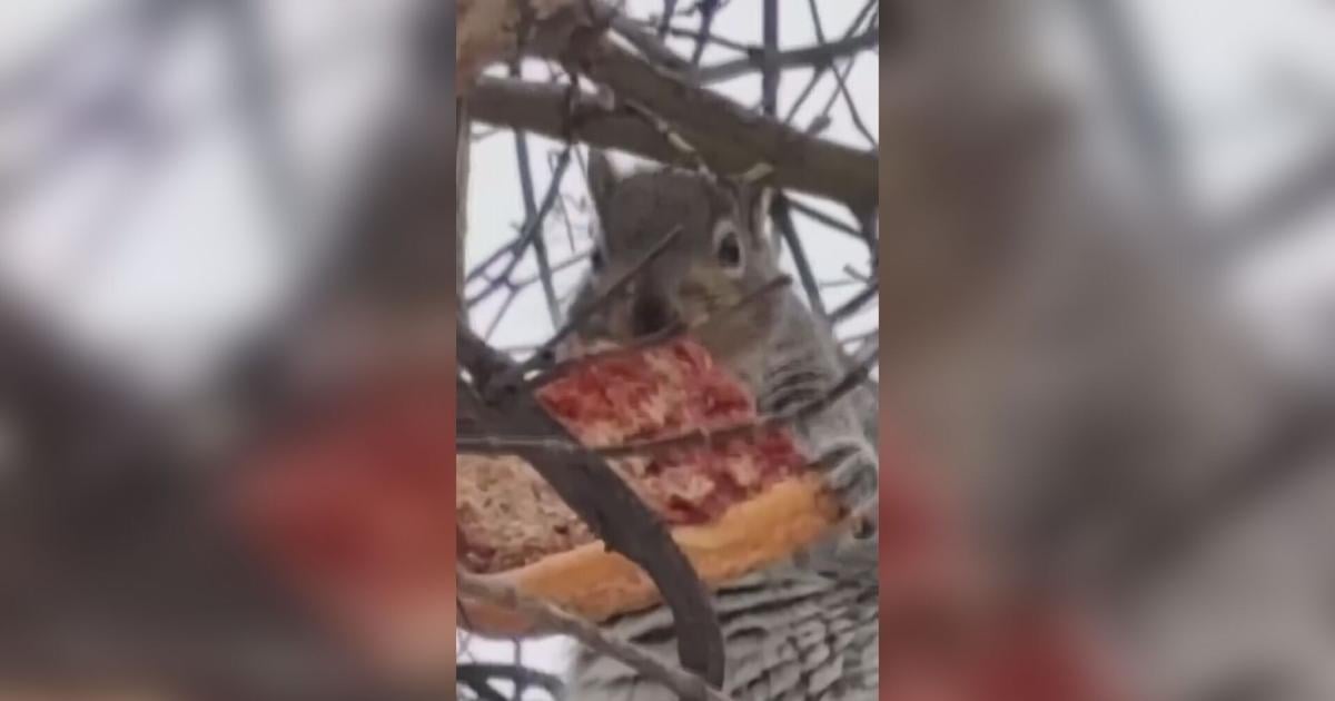 Caught on Camera: Squirrel Enjoys Slice of Tomato Pie | Local Business