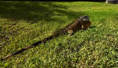 Marco Island residents worry about rising wildlife activity near homes | Collier County