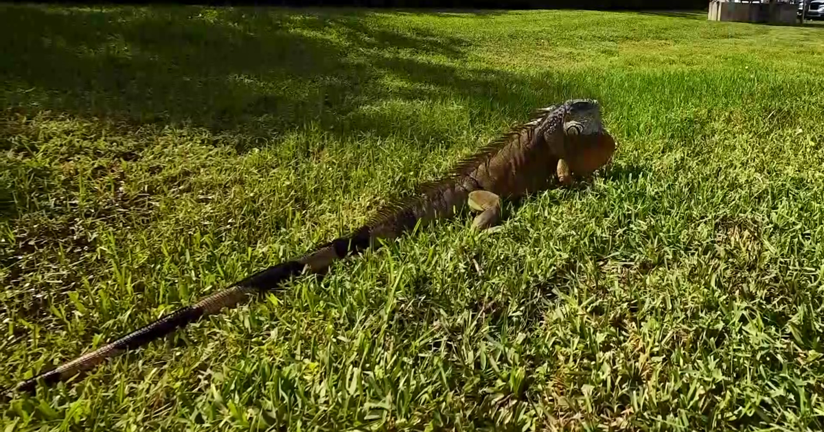 Marco Island residents worry about rising wildlife activity near homes | Collier County