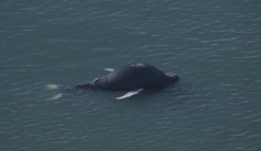 Dead whale spotted off Bethany Beach | Latest News