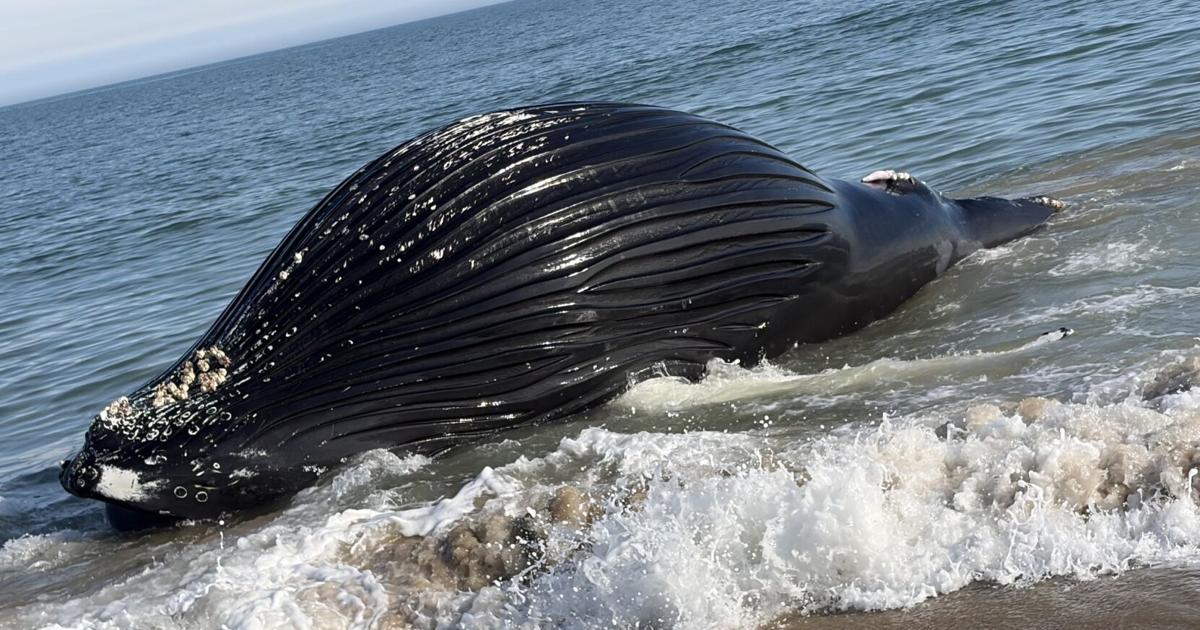 Dead whale found off the coast of Bethany Beach | The Latest from WDEL News