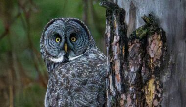 Great grey owl makes a rare visit to Inland Northwest