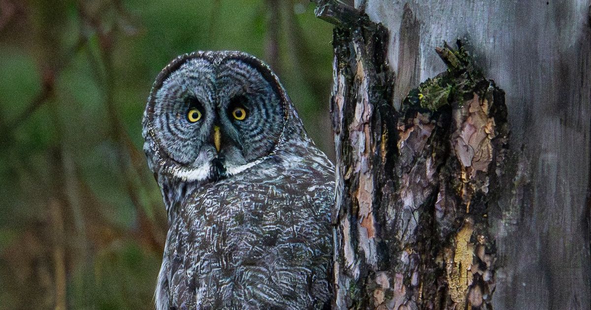 Great grey owl makes a rare visit to Inland Northwest