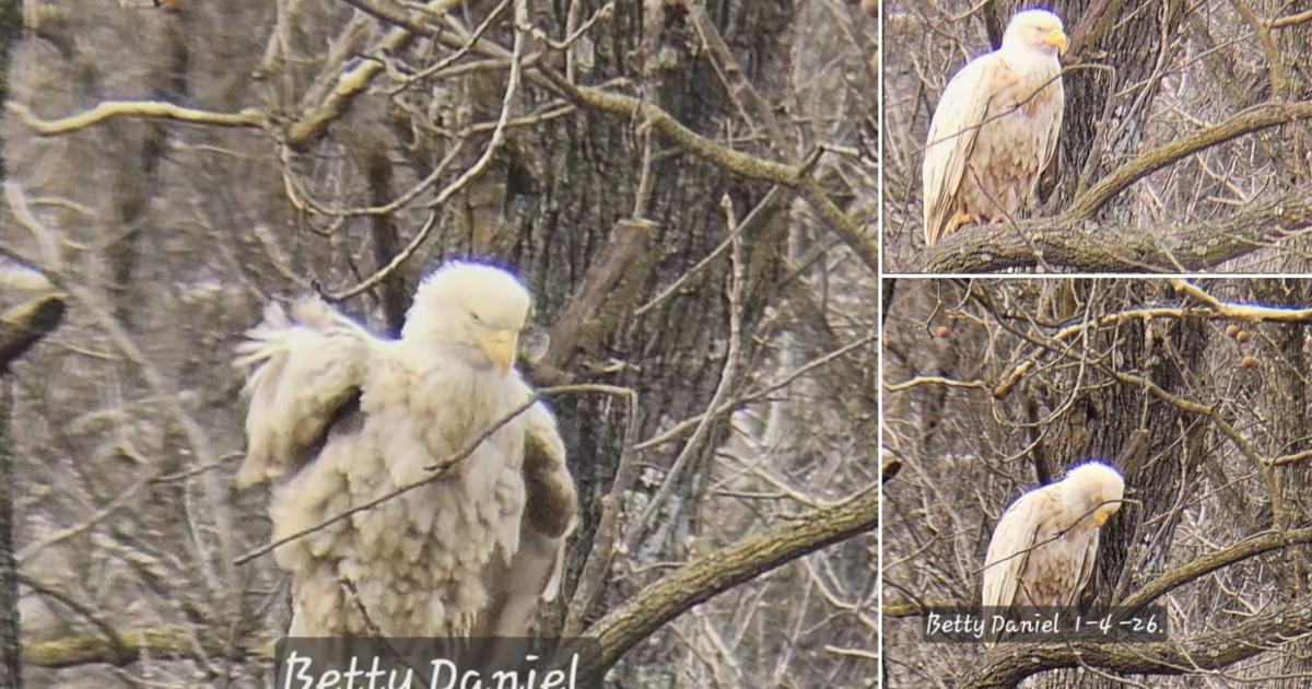 Rare white bald eagle seen in southwest Missouri | Mid-Missouri News