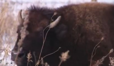 Bison return to Illinois prairies after nearly 200 years | Environment