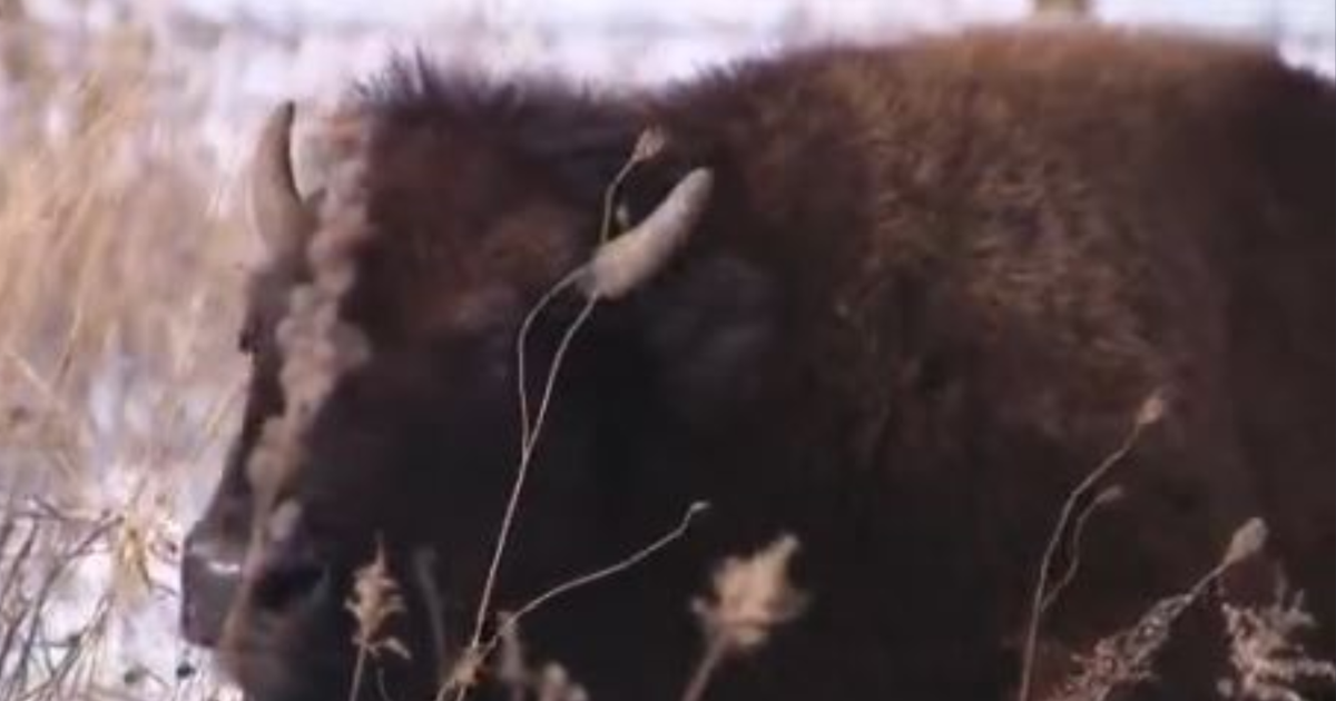 Bison return to Illinois prairies after nearly 200 years | Environment