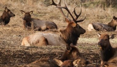 Elk feeding underway for thriving Yakima herd | Outdoors