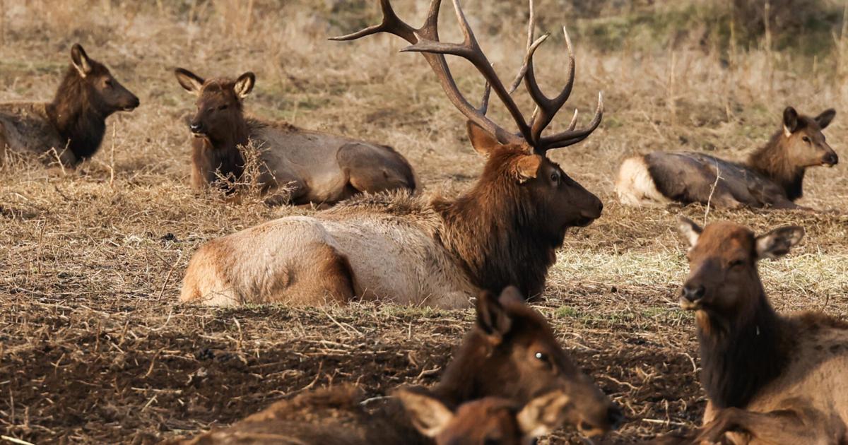 Elk feeding underway for thriving Yakima herd | Outdoors